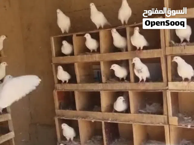 حمام طيب لبيع