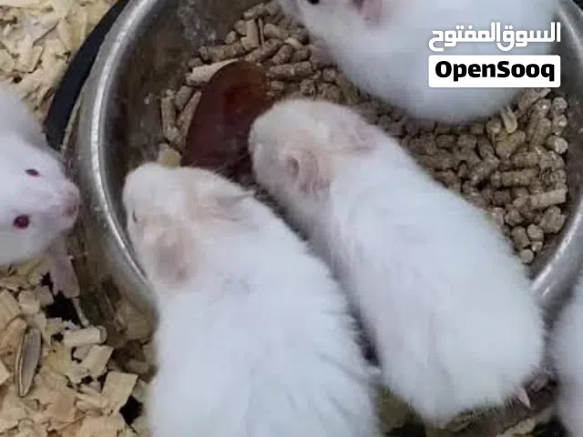 للبيع هامستر روسي