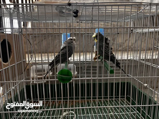 عصافير بقلينو هوقو