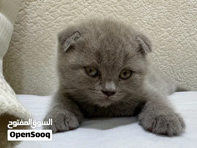 للبيع كتن سكوتش فولد وهملايا مكس