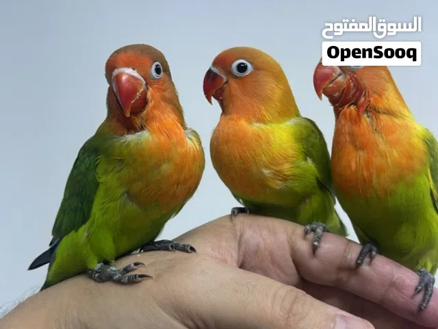 البيع فشر فروخ نهاية عس فيهم واحد لونه عادي وثنين اخوان لونهم يمكن اوب لاين اسمه
