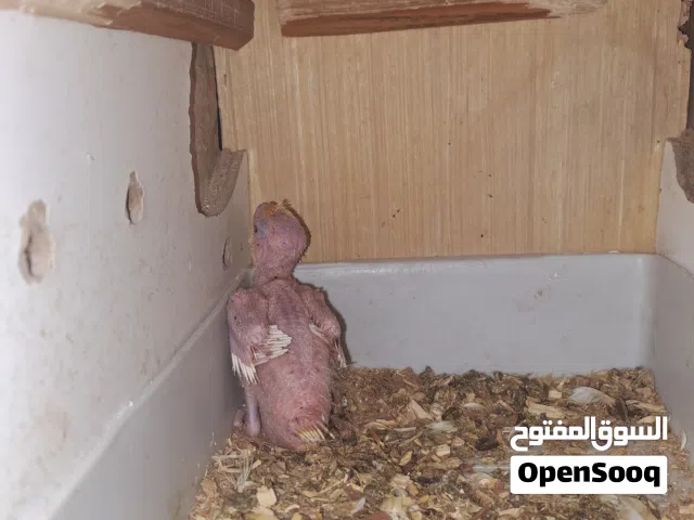كوكتيل مال زغ شكري عيون حمر سعره ثابت هيج عمر وحته من يكبر سعر ثابت ب 25 وقفص بلبل صيادي سعره 10