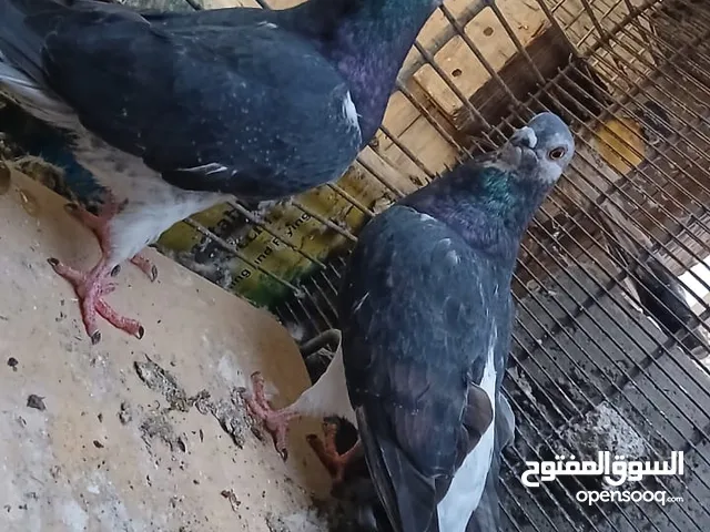 حمام بواز للبيع
