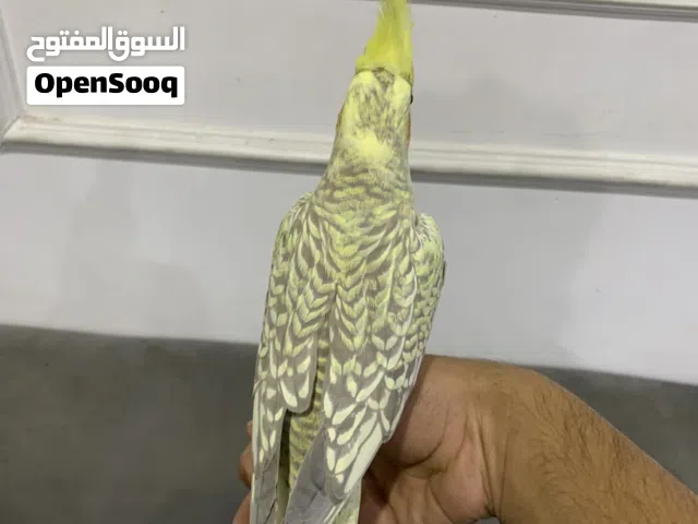 كروان انثى تربيه