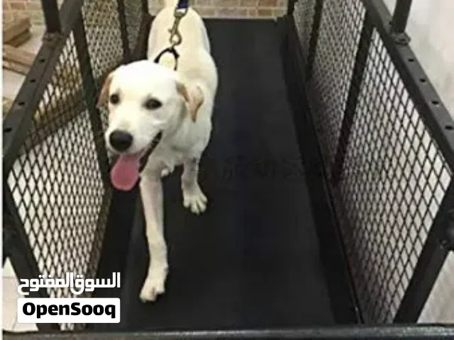 DOG TREADMILL EXERCISE