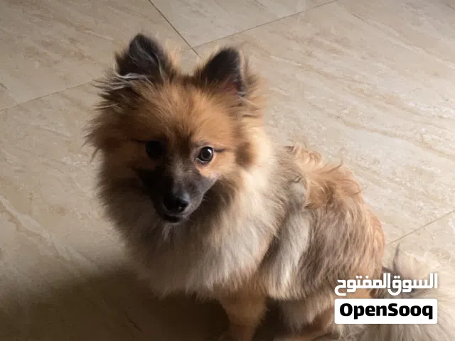 كلب ذكر للبيع