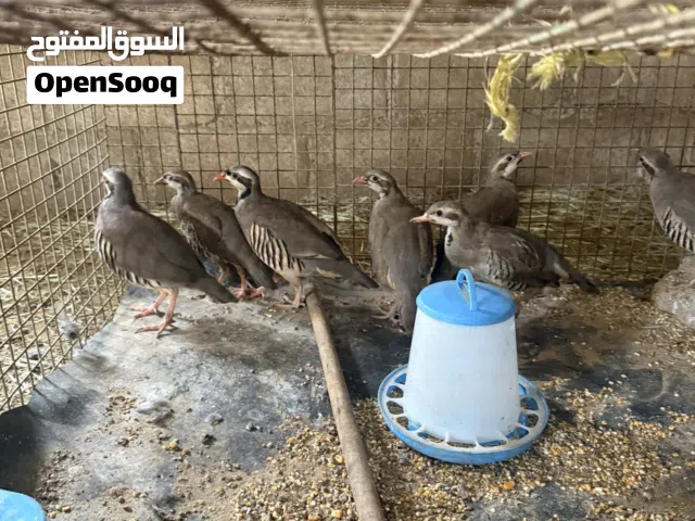 طيور الحجل للبيع