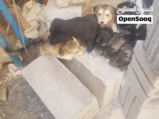 كلاب هاسكي ذكور واناث