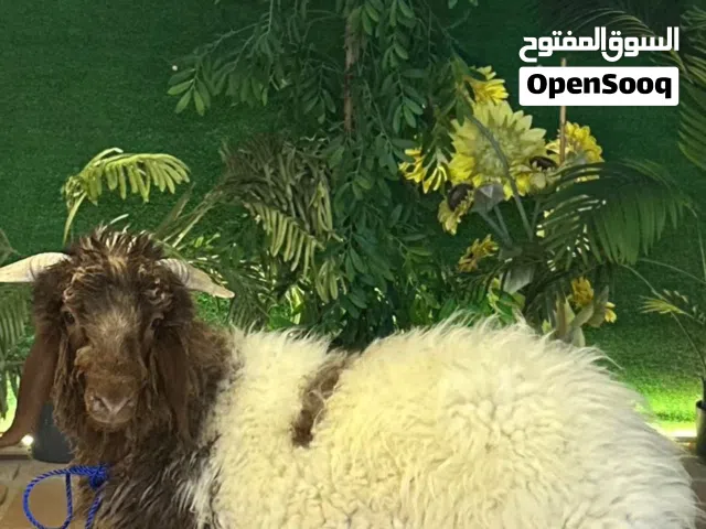 خروف للبيع