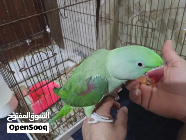 بغباء نيبالي