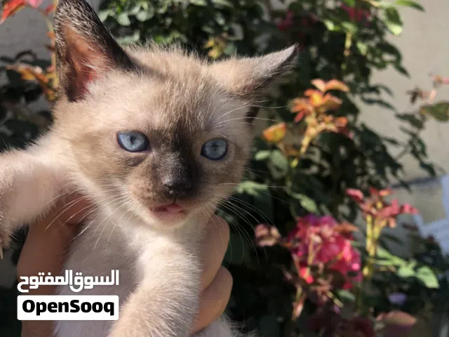 فرصة:أميرة سيامي بعيون زرقاء ساحرة للبيع