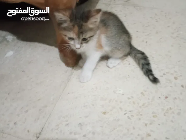 قطط للتبني العمر شهرين