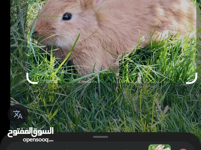 السلام عليكم