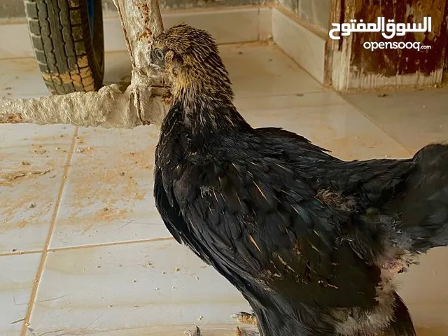 السلام عليكم متاح كتكوت براهما سبرايت فلفلة تاج أحمر وأبيض