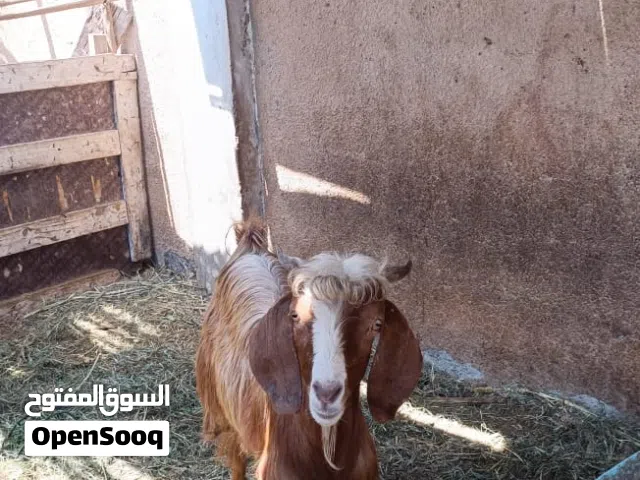 تيوس وعجالة للبيع