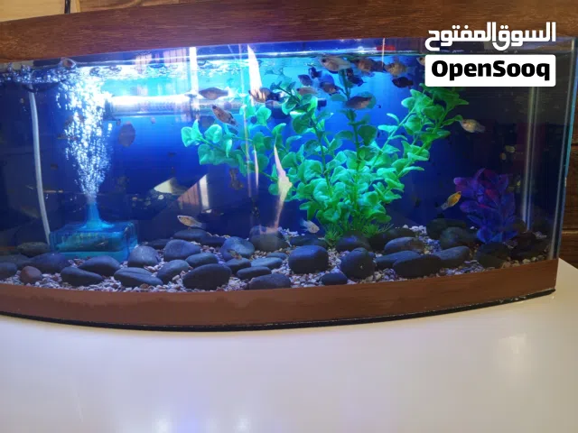 حوض سمك لف 60 سم