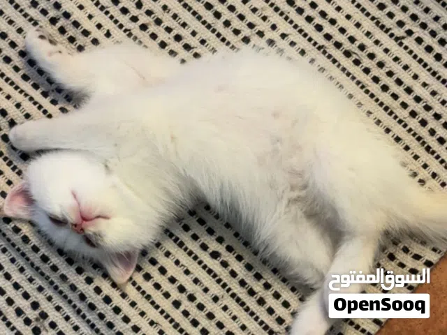 للبيع قطط سكوتش ستريت