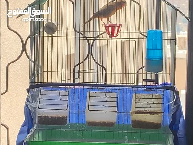 عصفور كنار نااااار جيزه للبيع