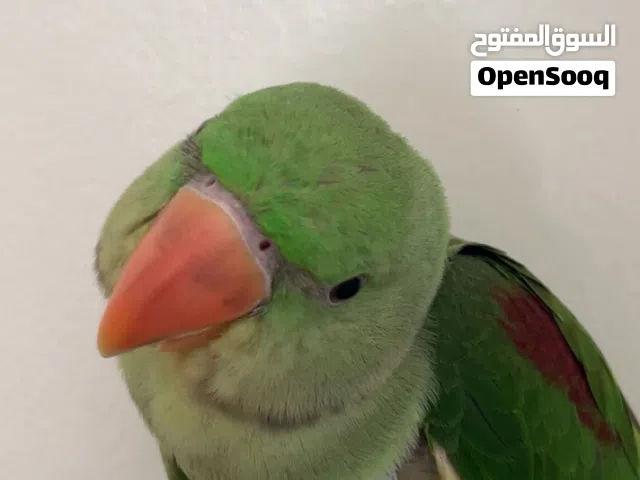بغبغاء نيبالي