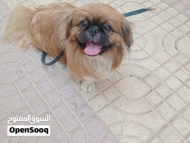 3000 سن سبع شهور نتايه بنت تواصل للوتساب