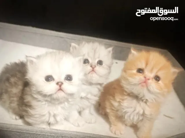 Persian kitten fir adoption