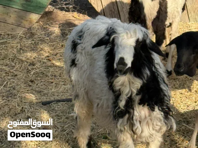 للبيع كبش سمين وراهي ماشاءالله
