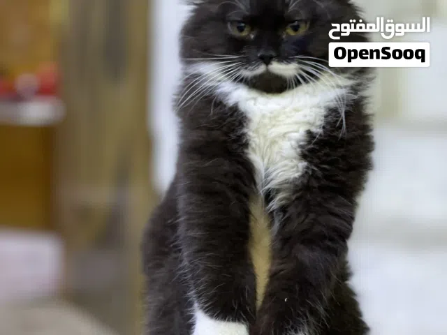قطة للتبني