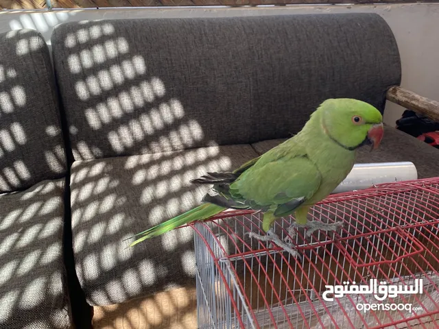 درة هندي ذكر