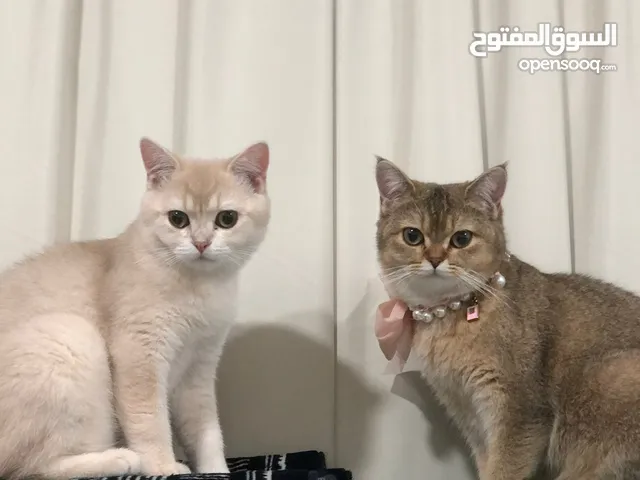 British shorthair cats