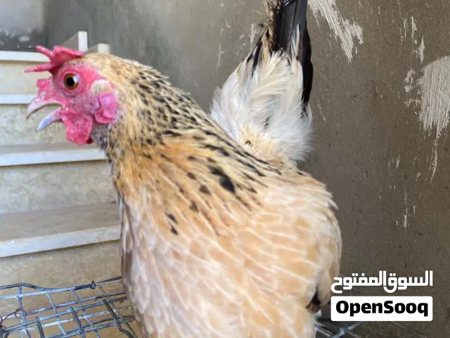 كوبية كيني