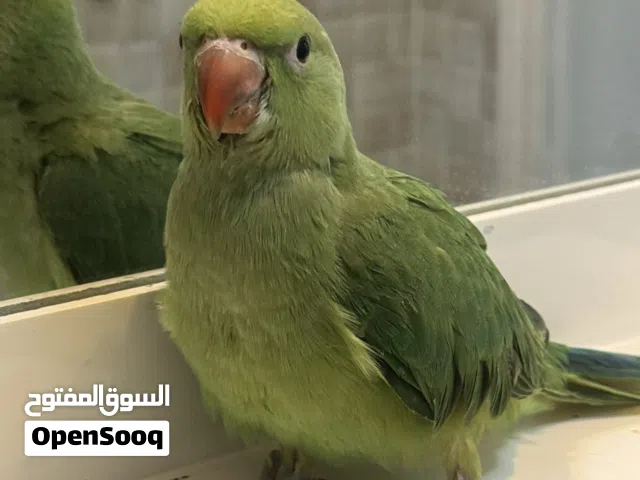 متوه للبيع بصحه جيده جدا