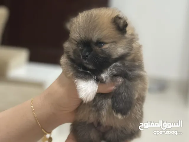 بومارين انثى وذكر