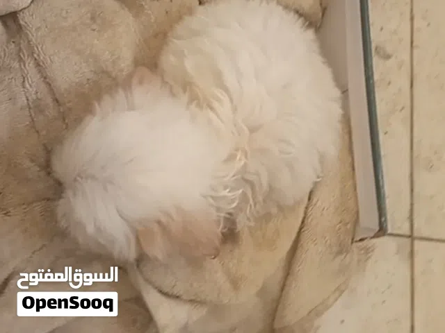 كلب لولو صغير العمر شهرين أنثا لعوبه لون أبيض