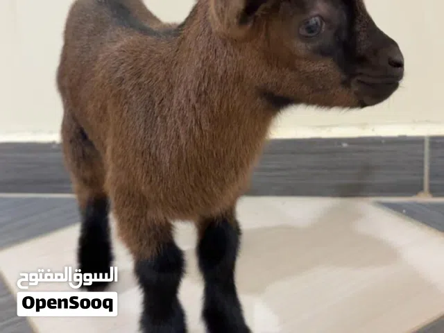 تيس قزم عمره اسبوعين