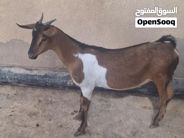 صخل العمر 4 شهر تقريبن