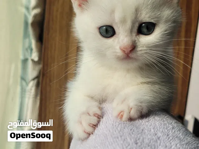 بريتيش شعر قصير ابيض اللون