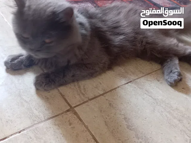 سنور ذكر أليف الون رصاصي باقي الموصفات في الخاص