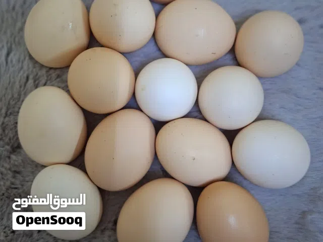 Fresh Oraganic Eggs direct from the farm