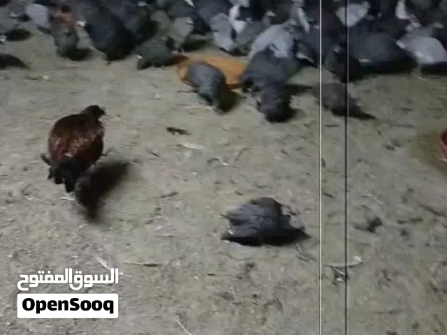 بيع دجاج الحبشي الحجم كبير