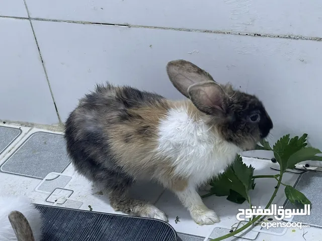 ارانب فرنسيه للبيع