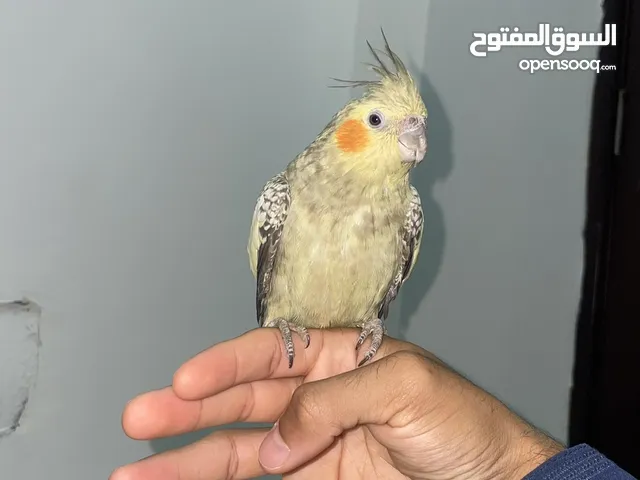 طائر الكروان (الكوكتيل) أليف أنثى