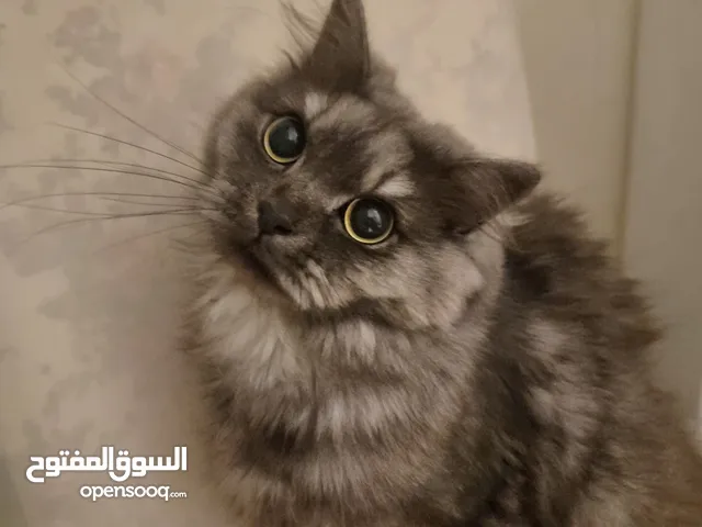 قطط للتبني persian cat for Adobtion