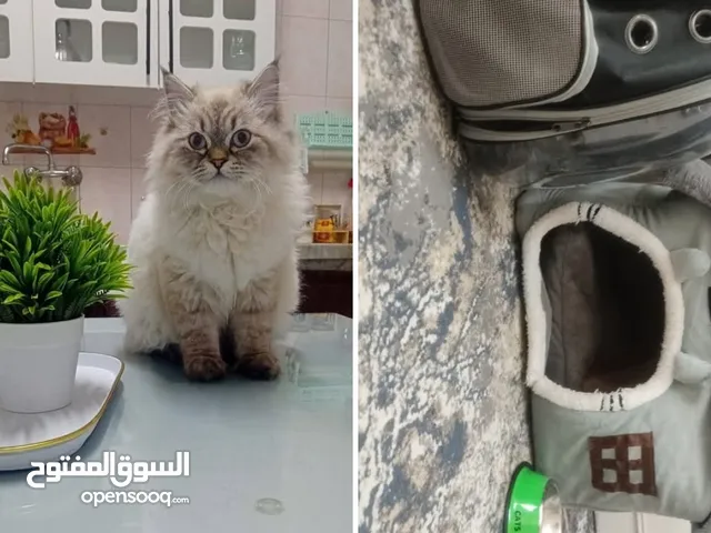 بلو بوينت هيمالايا