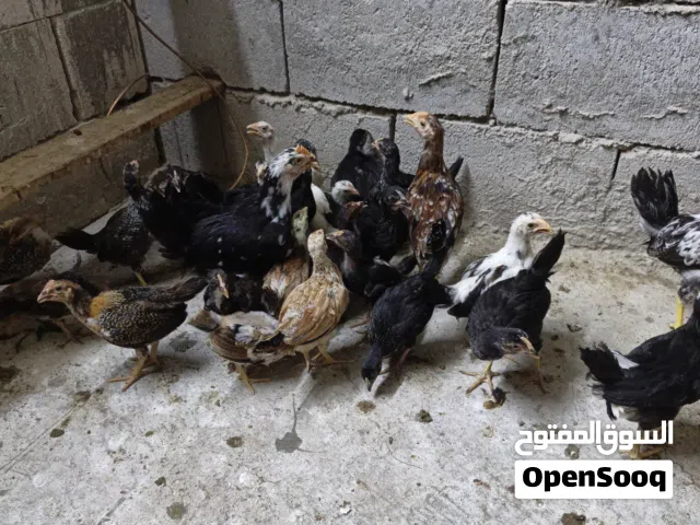 فروجات مختلف العمر ابيع شلع عدد 13زوج سعر زوج على عشرة