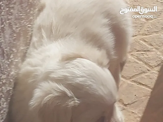 كلب (جرو) للبيع العمر 3 شهور تواجد الصبورة بعفور