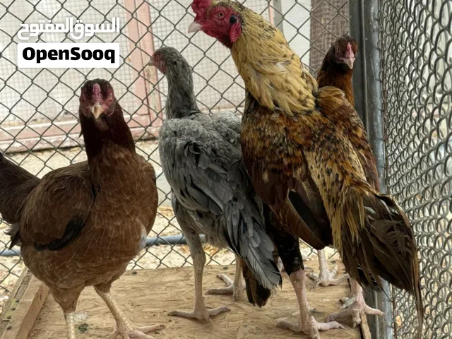 ديج شيجرا مع ديايه خاكي وديايتين حمر