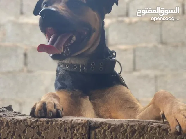 ذكر ربي يبارك دكر فحل كان تبي تكسب عز متكسب