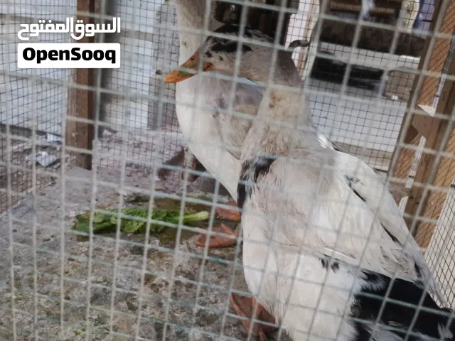 بشوش البيع 14بشة
