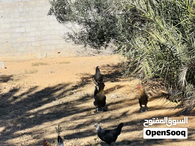 دجاج عربي وبراهمه دجاج غليض اللهم بارك