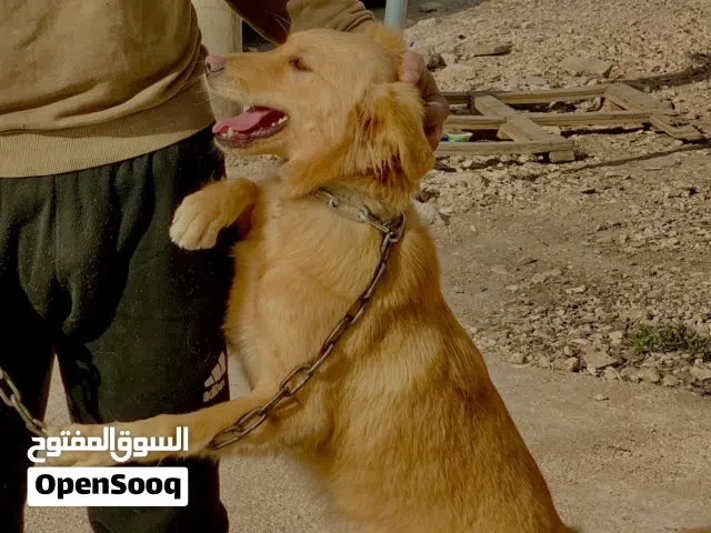 جولدن ريتريفر